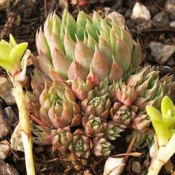 Orostachys - Sternwurz